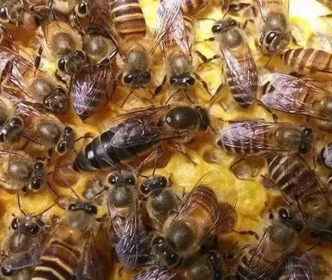 中華蜜蜂常見的疾病是什么，該怎么防治？