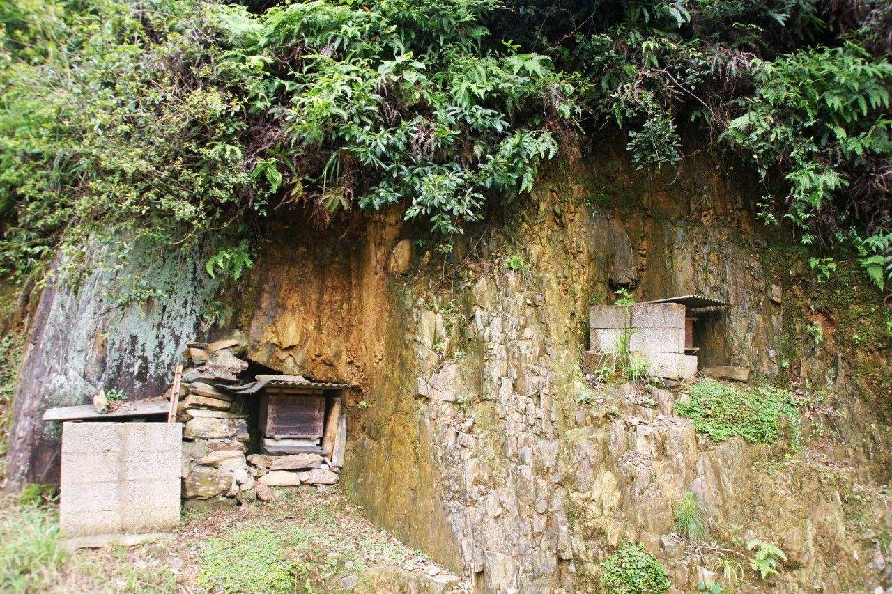 中蜂囊狀幼蟲(chóng)病如何防治？